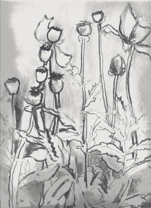 mohnblumen-verbluht-w